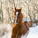 ���� ������, �����������, 52 ���� - ��������� 1 ������� 2019 � ������ ���� ����������