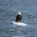 ���� ����� �����, ������, 56 ��� - ��������� 4 ������� 2018 � ������ ���� ����������