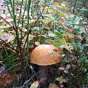 ���� �����, �������� - ��������� 13 �������� 2018 � ������ ������ ��������