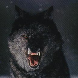 Sevol, �����������, 54 ����