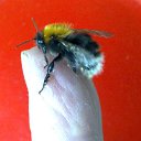  Velvad,  -  12  2018   VELVAD. BUMBLE-BEE HAVE DINNER