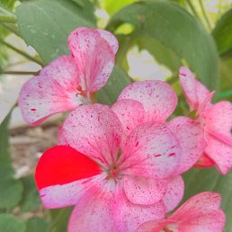 �������, ������, 53 ����