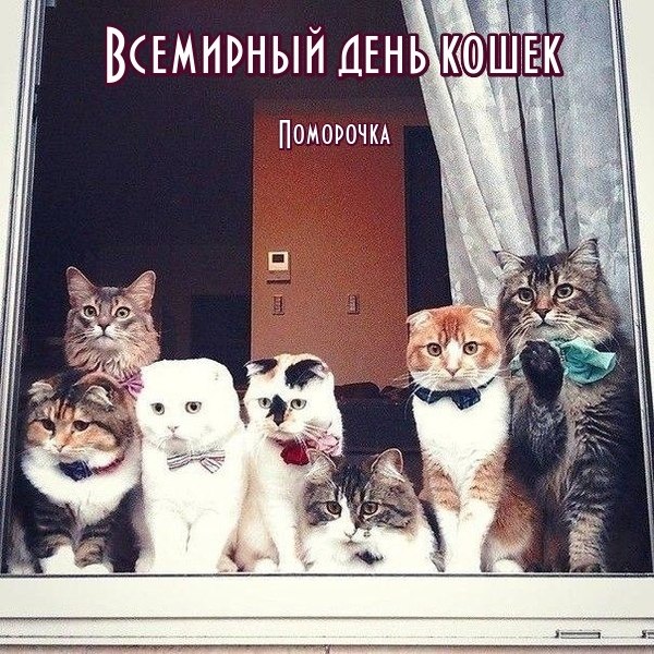 8 АВГУСТА - ВСЕМИРНЫЙ ДЕНЬ КОШЕК... Прекраснее и ласковей, наверное, нет создания, Наших милых, ...