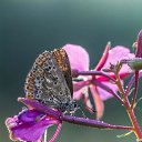 ���� �����, �������, 37 ��� - ��������� 21 �������� 2018 � ������ ���� ����������