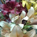 ���� �������, �����������, 49 ��� - ��������� 13 ������� 2018