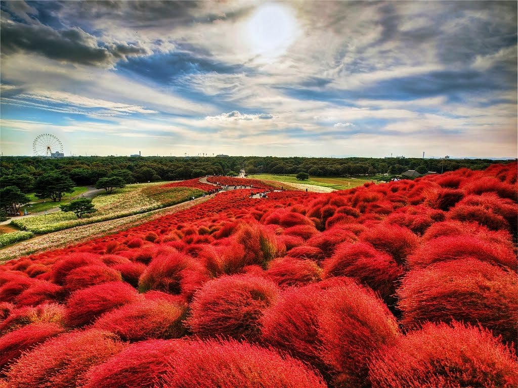 Hitachi Seaside Park, 