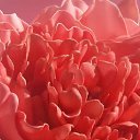 ��� ������... �� ������� ���� ������..�