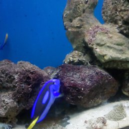 �����, �����������, 46 ���