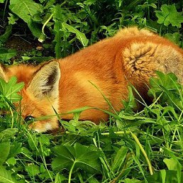 ������, �������������, 43 ����