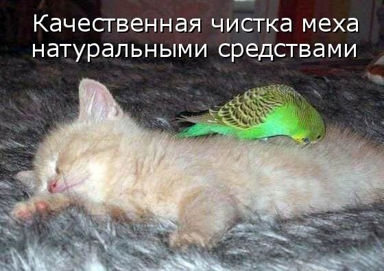 Эти забавные животные - 4 октября 2018 в 16:39