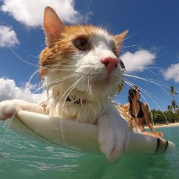 �������, �����-���������, 85 ���