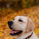 ���� ����, �������, 55 ��� - ��������� 1 ������� 2018