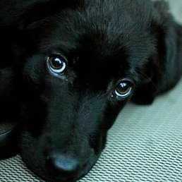 ������, �����, 50 ���