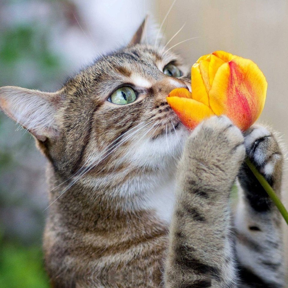 Весенняя кошка. Позитивные кошки. Весеннее настроение кошек. Кошки и цветы. Доброе утро картинки позитивные смешные весенние