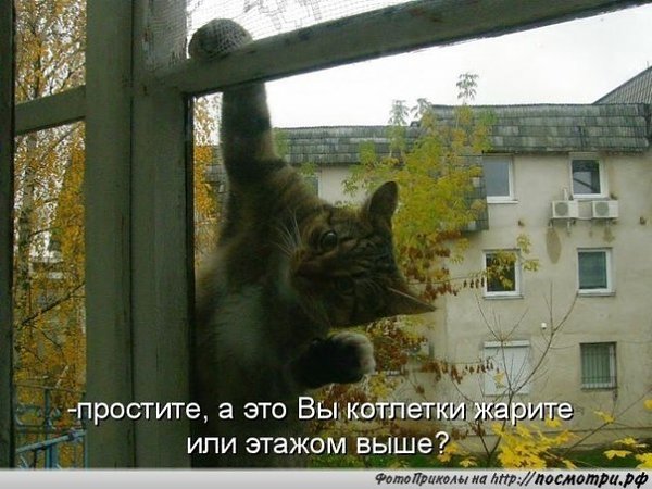 Эти забавные животные - 26 июля 2018 в 16:41