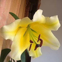 �������, ������, 54 ����