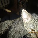 ���� ������, ���������, 54 ���� - ��������� 30 �������� 2018 � ������ �PetLove�