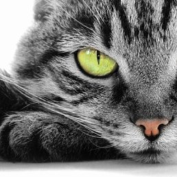 �������, �����-���������, 49 ���