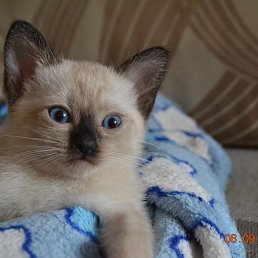 ��������, ������, 46 ���