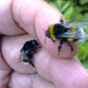  Velvad,  -  12  2018   VELVAD. BUMBLE-BEE HAVE DINNER