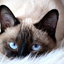 ���� Galka, ������ - ��������� 5 ������ 2018 � ������ ���� ����������