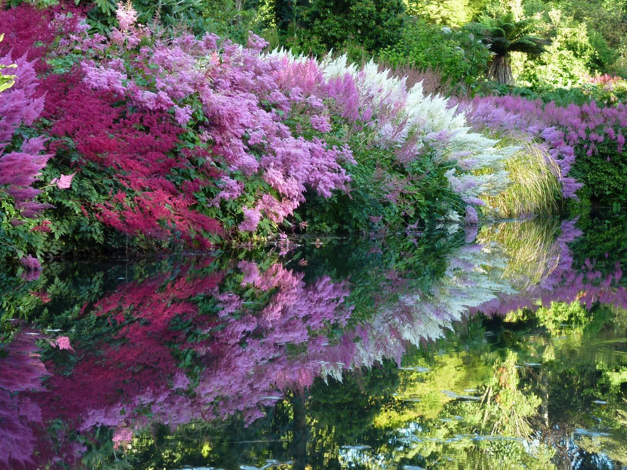  -    . (ASTILBE) -     ...