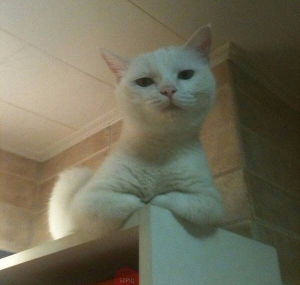 Кот лучше, чем жена, потому что кот никогда не спросит, где ты шлялся до 4-х утра.