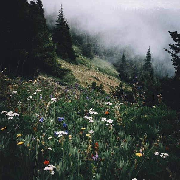 Olympic National Park