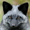 ���� *������ -�*, ������ - ��������� 1 ������� 2018 � ������ ���� ����������