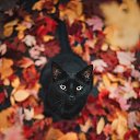 ���� ��������, �����������, 50 ��� - ��������� 4 ������� 2018 � ������ ���� ����������