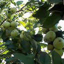 ���� �����, ��� - ��������� 17 ���� 2018 � ������ ���� ����������