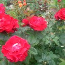 ���� �������, ������, 68 ��� - ��������� 24 ���� 2018 � ������ �24_07_2018�