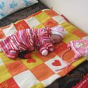 � ������ �������� - �������� �� ������� ���� ����� : ���� , ����� � ��������