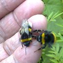  Velvad,  -  12  2018   VELVAD. BUMBLE-BEE HAVE DINNER