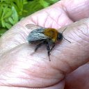  Velvad,  -  12  2018   VELVAD. BUMBLE-BEE HAVE DINNER