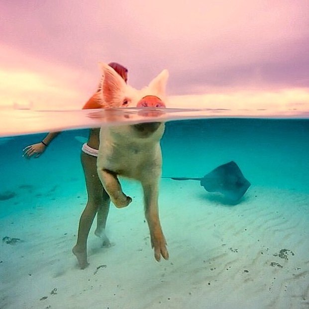 ������ �� �������