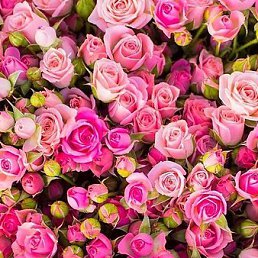 ��������, ��������, 42 ����