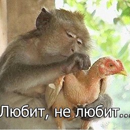 N, ������