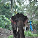 ���� Aru, �������� - ��������� 16 ������� 2018 � ������ �GURUVAYUR, KERALA, INDIA�