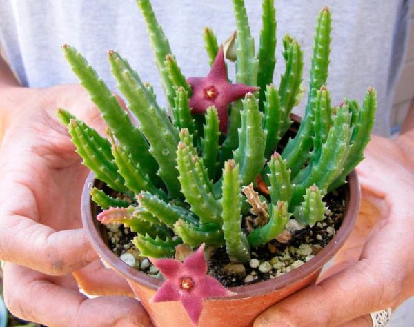 .   (Stapelia)    . ... - 2