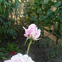 ���� ����, ���������, 82 ���� - ��������� 24 �������� 2018 � ������ ���� ����������