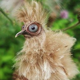 Uiri1603, ����, 75 ���