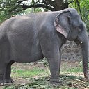 ���� Aru, �������� - ��������� 16 ������� 2018 � ������ �GURUVAYUR, KERALA, INDIA�