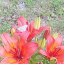 ��� ������� ����� �� ������� �Mobile Uploads�