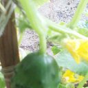 � �������� ����� �� ������� �Mobile Uploads�