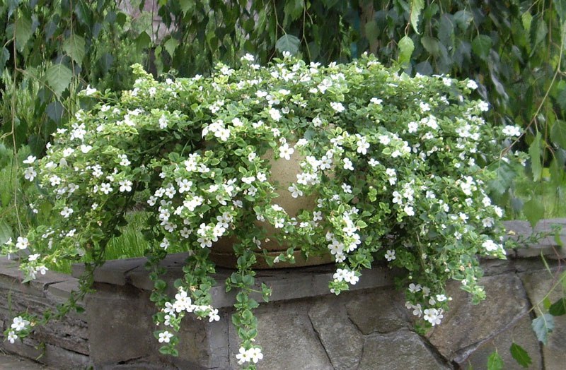  .    ( Bacopa =Sutera diffusus) -   , ...