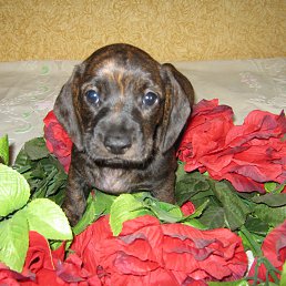 ������, ������, 71 ���