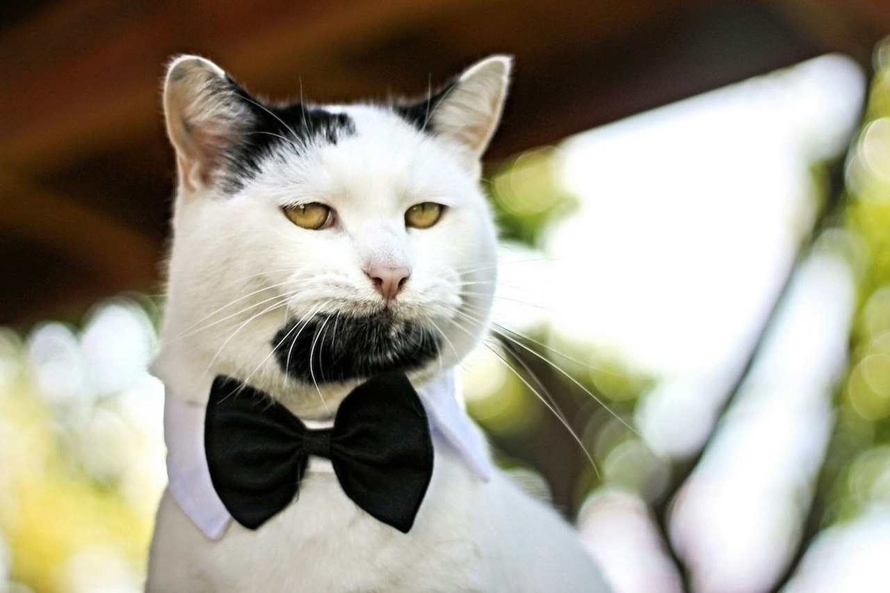 Кот Гэри из Калифорнии похож на хипстера, которого злой волшебник превратил в кота - 5