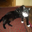 ���� ���������, �����������, 54 ���� - ��������� 16 ���� 2018