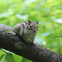 ���� Belka, �����������, 86 ��� - ��������� 17 ������� 2018 � ������ ���� ����������